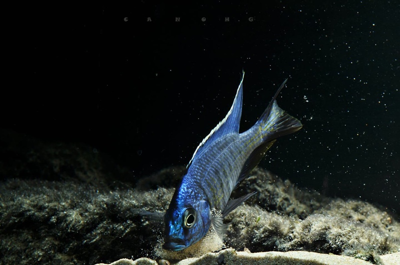 Copadichromis azureus